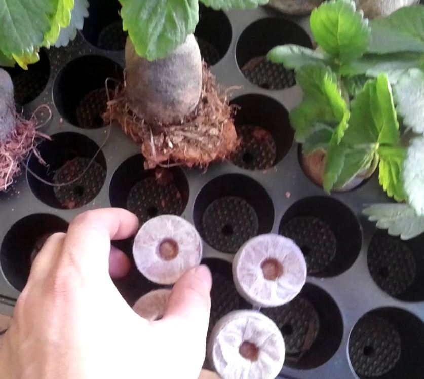Bộ Viên nén sơ dừa ươm hạt giống ( 10 viên )