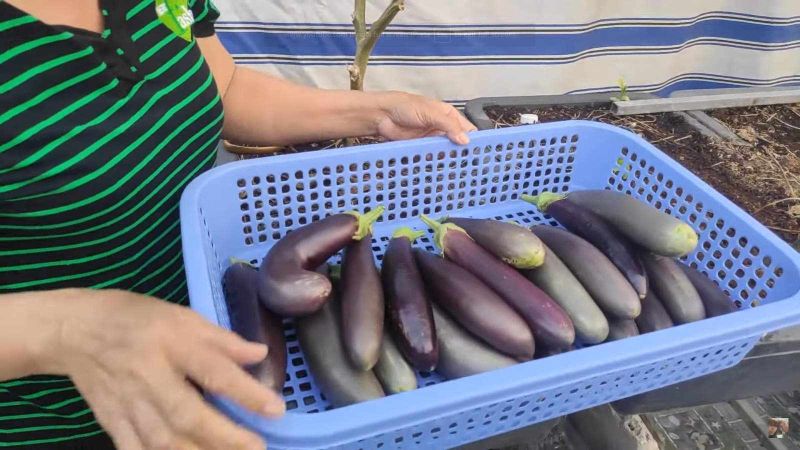 [HCM] Cà nâu cơm xanh TN 78A 1g