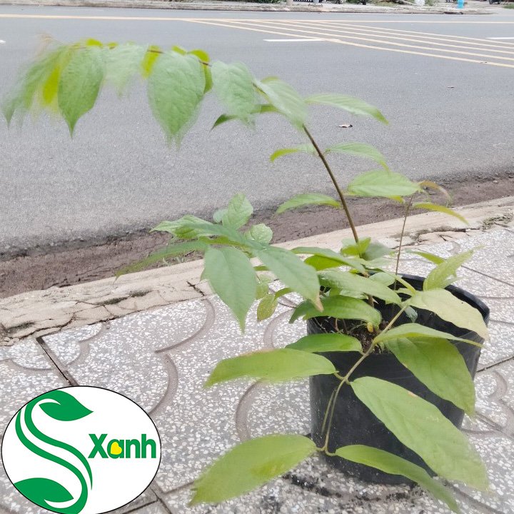 Cây Hoa Trang Leo, Hoa Sử Quân Tử