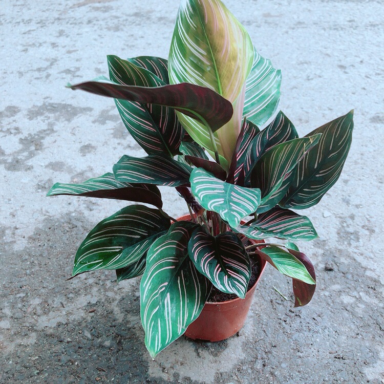 Đuôi công sọc tím
