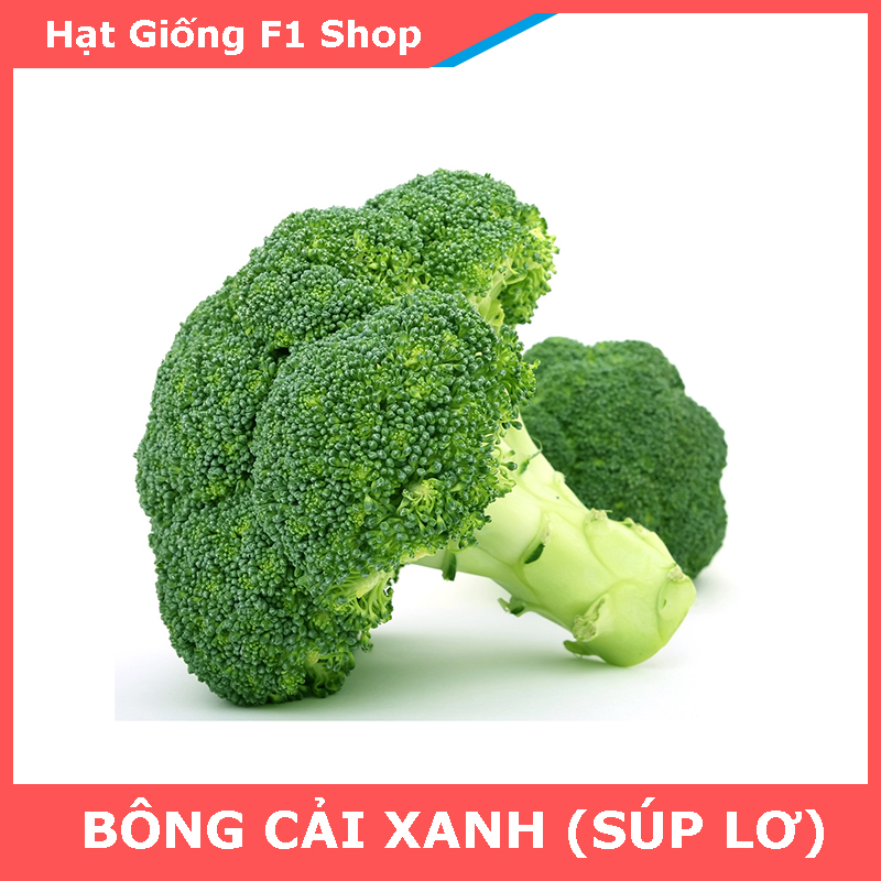 Hạt Giống Bông Cải Xanh (Súp Lơ Xanh) Bông To Chắc