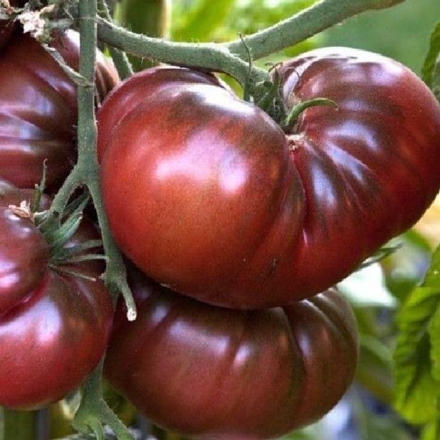 Hạt giống cà chua socola quả to- gói 20 hạt