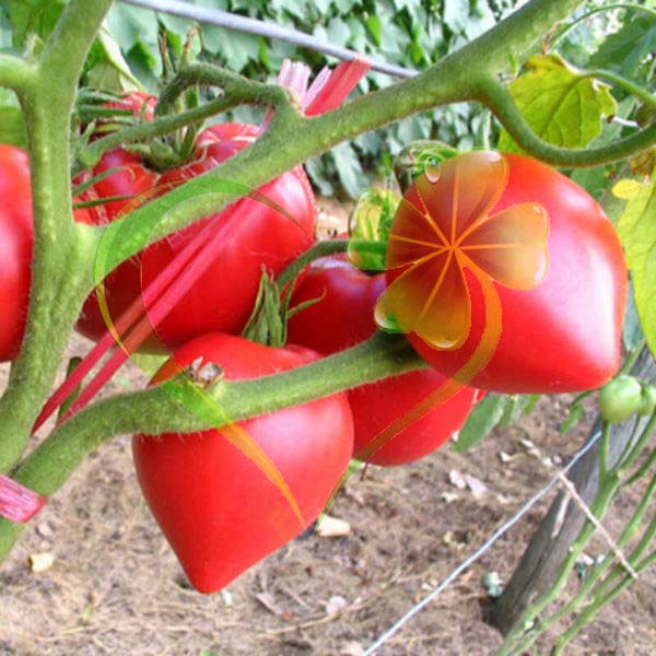 Hạt giống cà chua trái tim đỏ - gói 0,1 gram