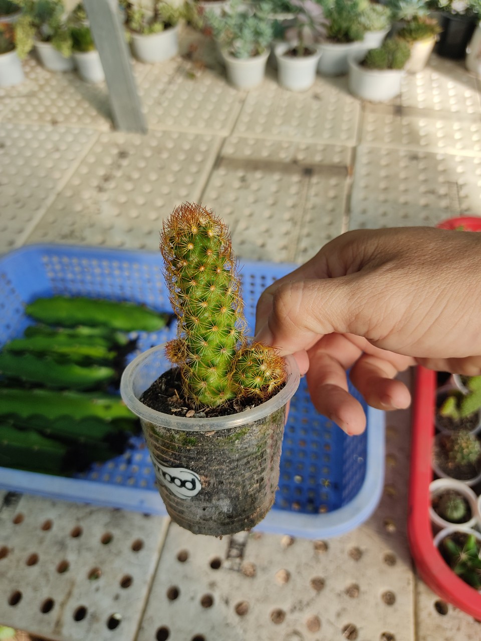 Xương rồng TRỤ THIÊN (size chậu 5 cm)
