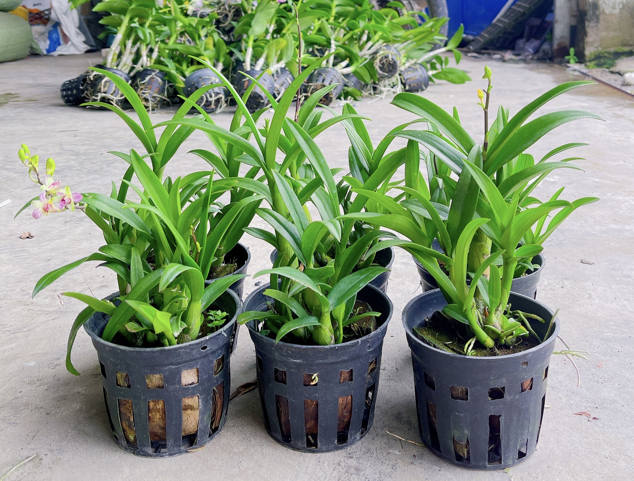 HOA LAN  DENRO MINI - MẶT HOA NHỎ