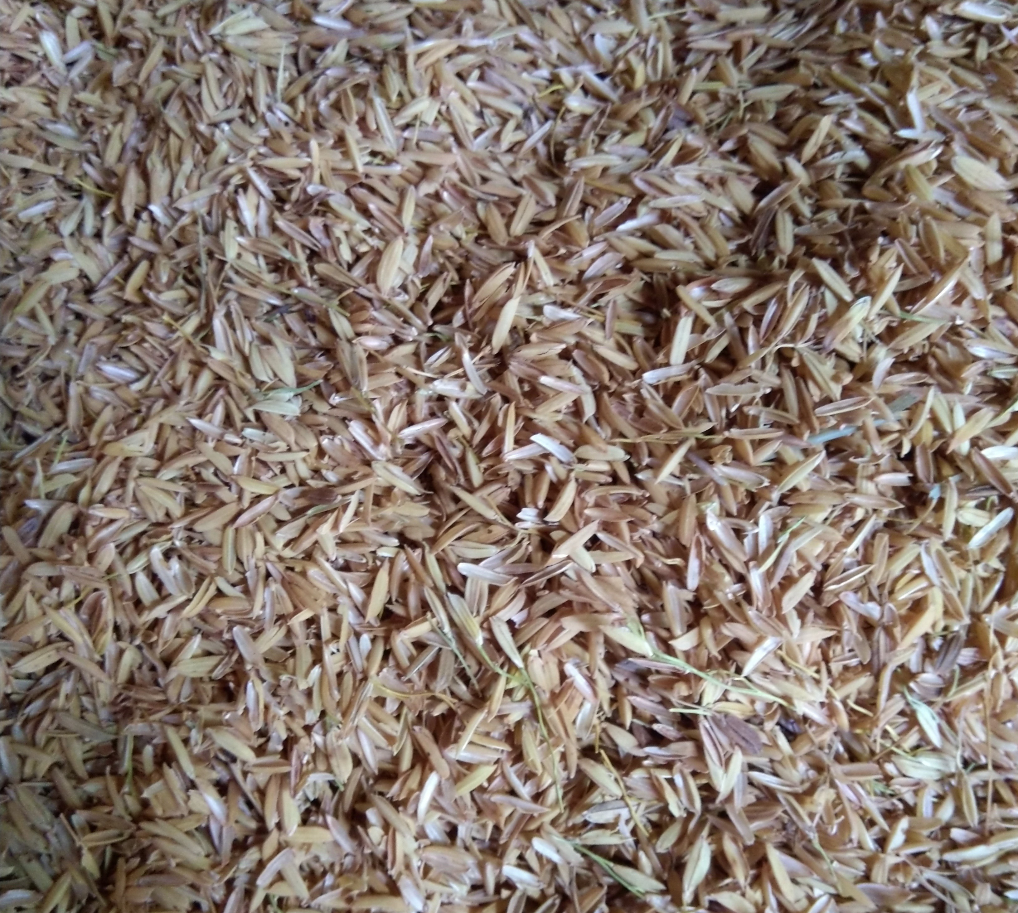 2kg vỏ trấu(trấu tươi-trấu sống)
