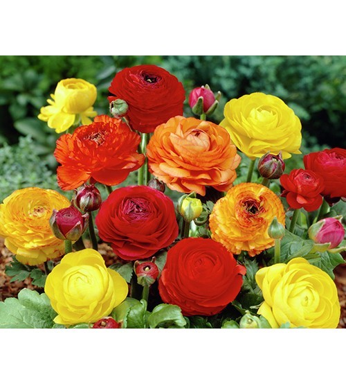 Hạt giống hoa Hồng Ri Ba Tư mix - 1 gói 20 hạt/ ( TẶNG gói kích thích hỗ trợ hạt nảy mầm)