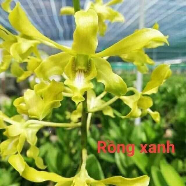 Denro nắng rồng xanh