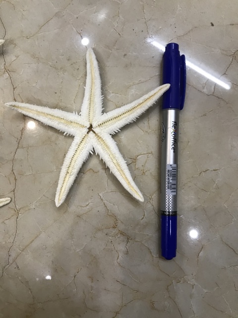 20 Con sao biển khô