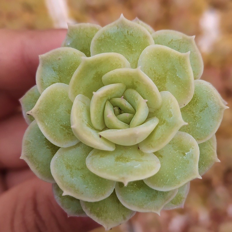 SEN ĐÁ NGỌC BÍCH SIZE MINI SIÊU KHOẺ ĐẸP LỖI 1 ĐỔI 1