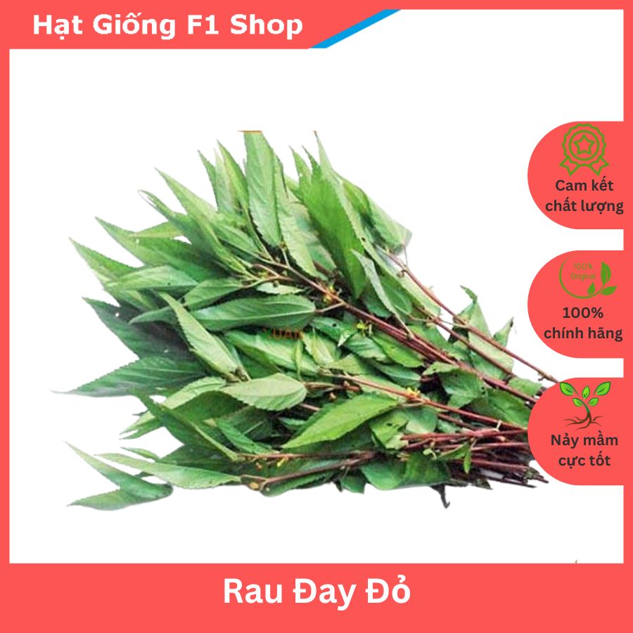 Hạt Giống Rau Đay Đỏ (10 Gam)