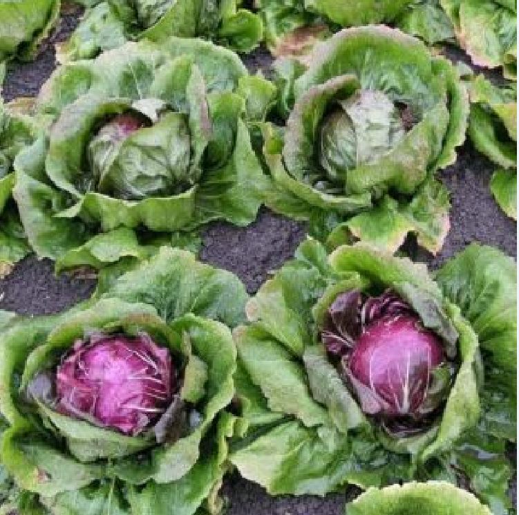 Purple Lettuce Seeds (0.2 Grams/Package)