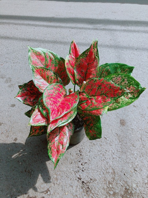Cây Vạn Lộc
