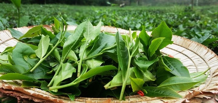 Trà Búp lộc Xuân 250 Gram