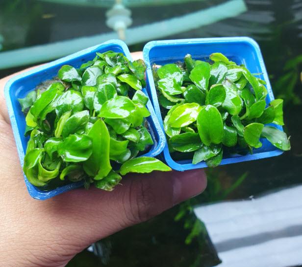 Cây Thủy Sinh Ráy Nana Lá Nhỏ