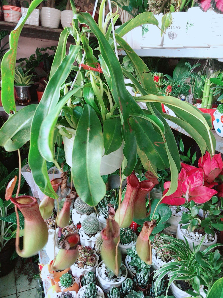 Chậu Cây Nắp Ấm