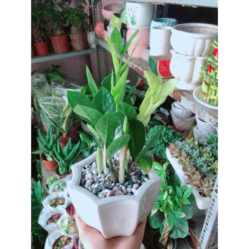 [HCM]Chậu Cây Kim Tiền Thái Mẫu Để Bàn