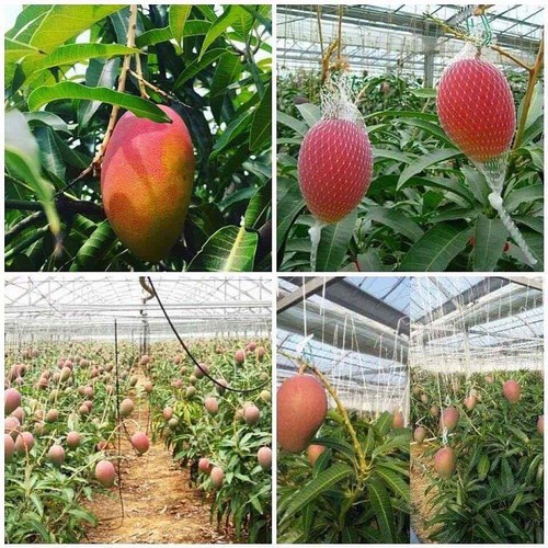 Cây giống xoài đỏ nhật bản.