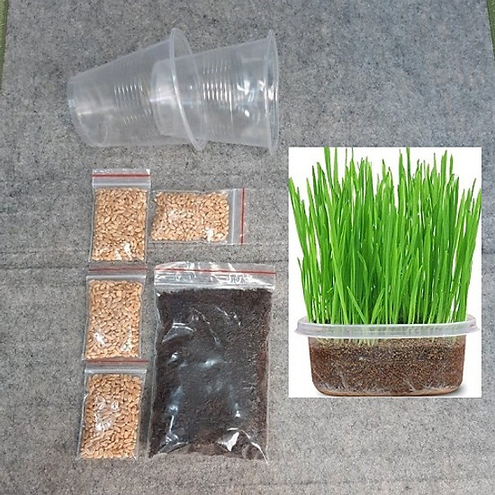 Bộ trồng cỏ mèo - Phụ kiện Long Vũ