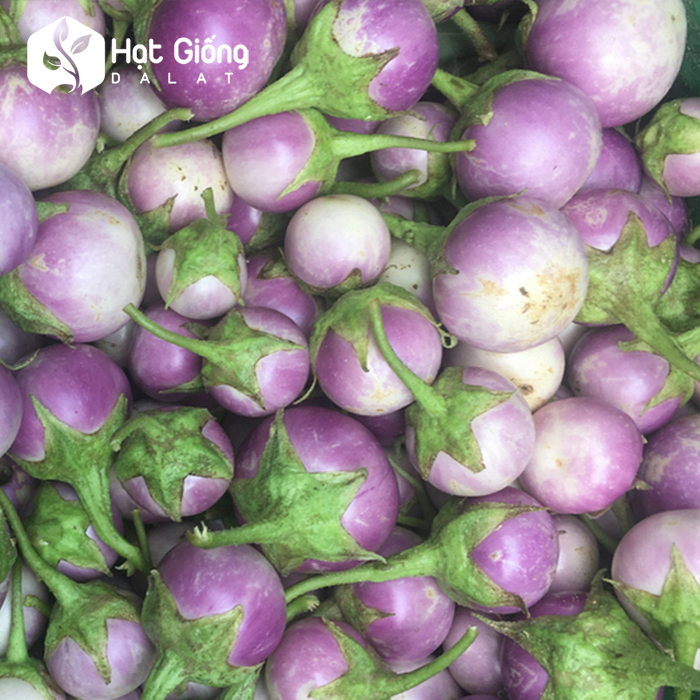 Hạt giống Cà Pháo Tím
