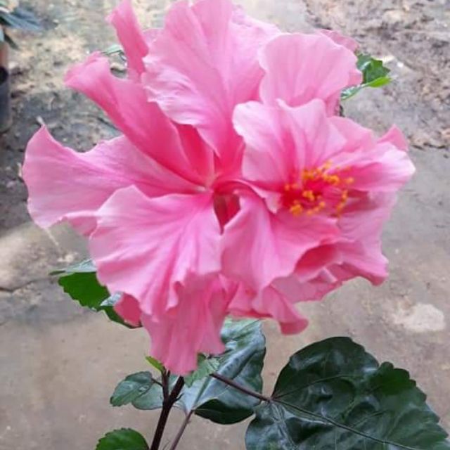 Cây giống hoa râm bụt hồng kép
