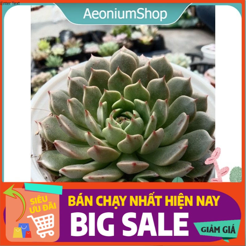 Sen Đá Ruby Xanh Size Trung, Xuất Xứ Đà Lạt, Lỗi 1 Đổi 1 ❣