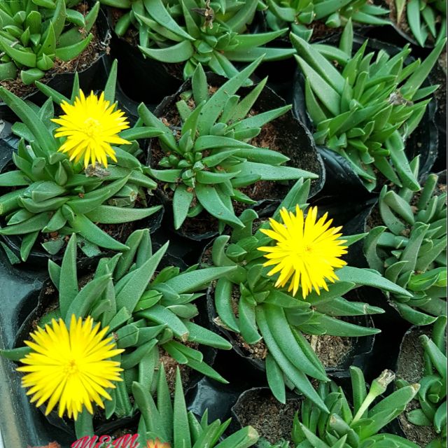 Sen đá cỏ ngọc