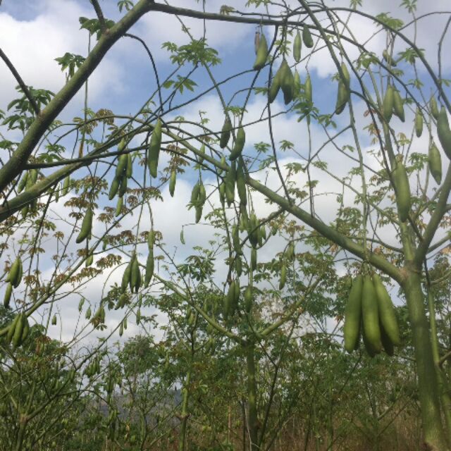 Hạt giống cây bông gòn - 100gram