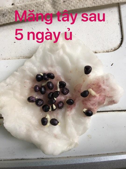 Hạt giống măng tây xanh 20 hạt/ gói