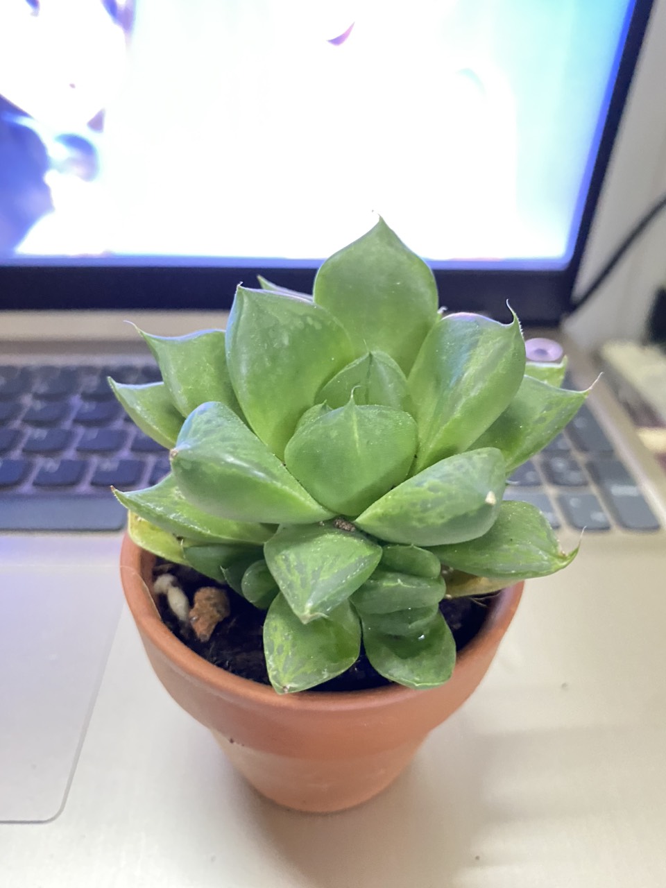 SEN ĐÁ Ngọc Guốc ( 12CM) kèm chậu MR MOON