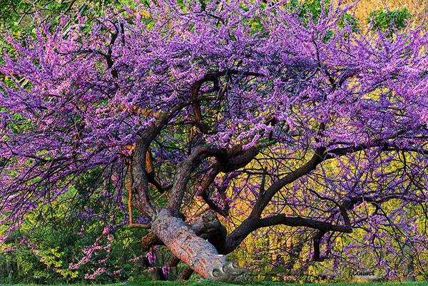 Cây giống Hoa Hạnh Phúc