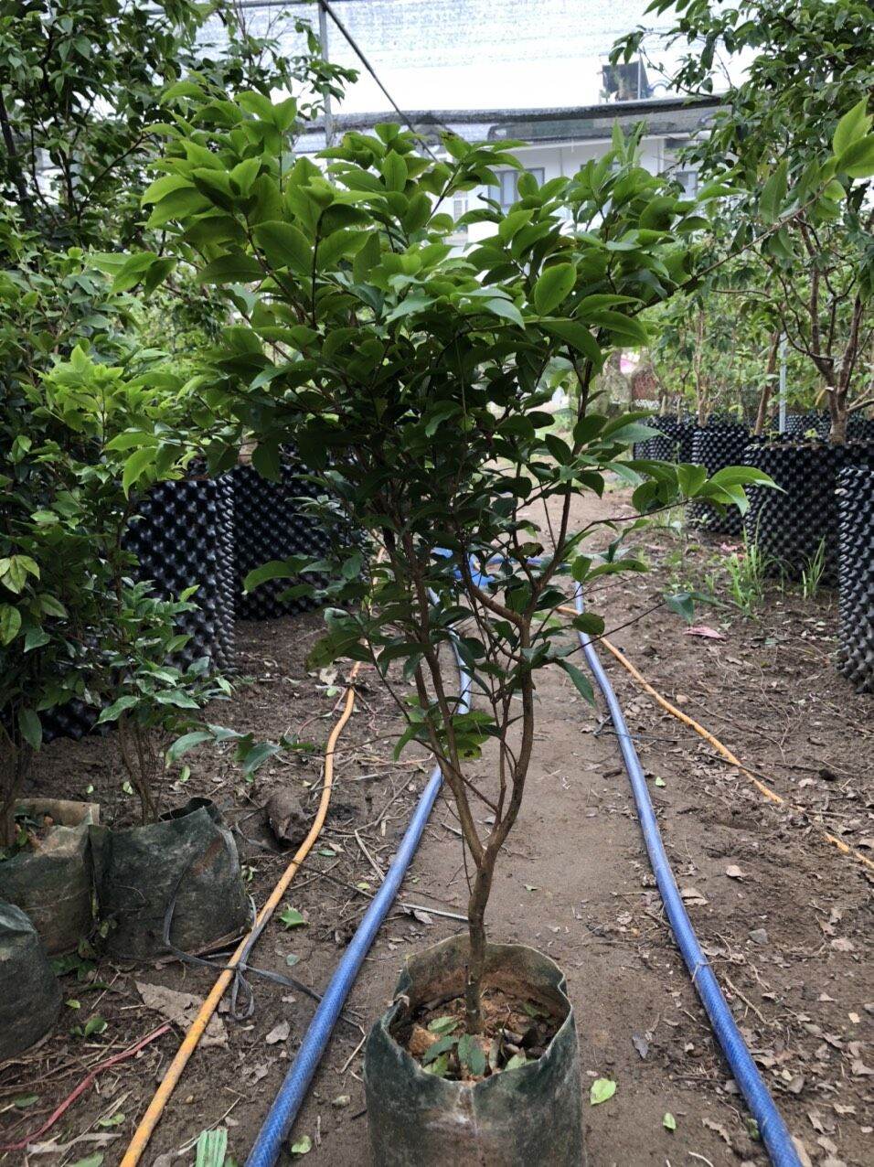 Cây nho thân gỗ tứ quý loại nhỡ