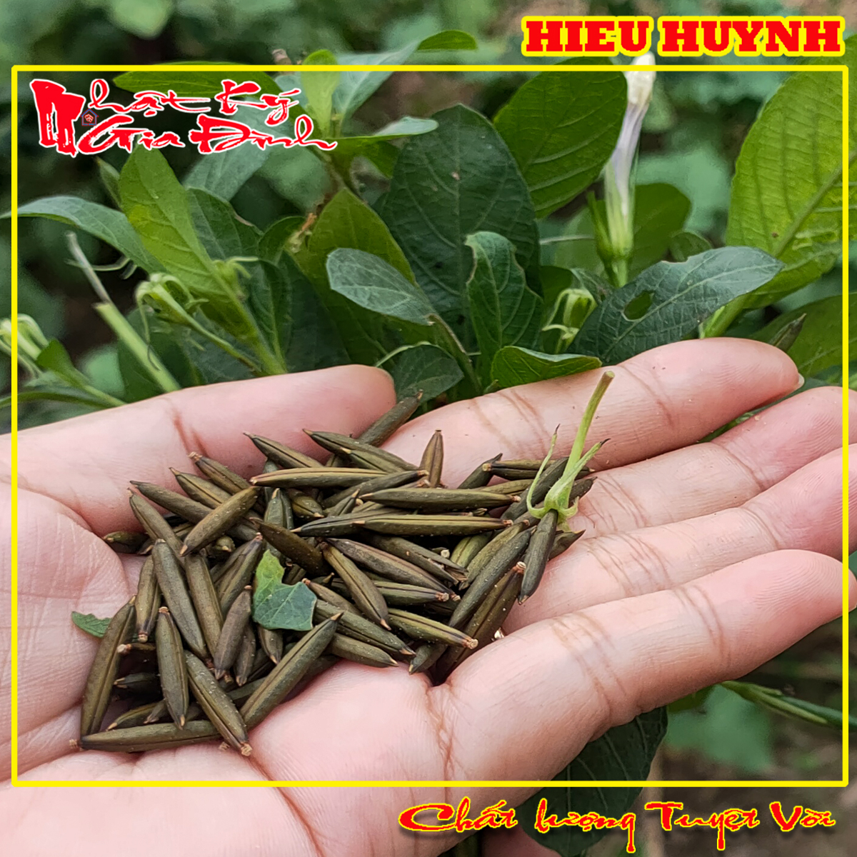 Hạt Giống 30 Trái Sâm Đất trái củ tanh tách tuổi thơ (Cây Sâm Đất)