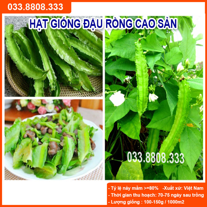 Hạt giống đậu rồng 20gram -tỷ lệ nảy mầm cao