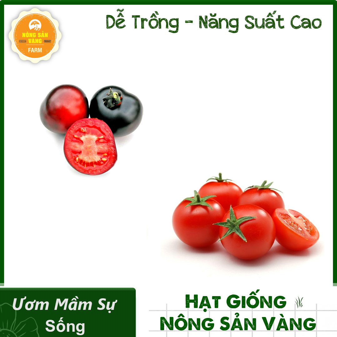 Combo 2 tomato seeds (cherry tomato black-red cherry tomato dwarf) eye-catching color, all year round, the nutritional content High-shallow gold