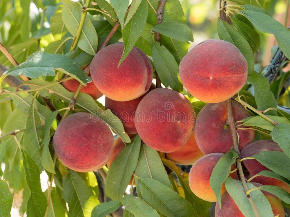 CÂY GIỐNG ĐÀO TRƠN LÒNG VÀNG MỸ