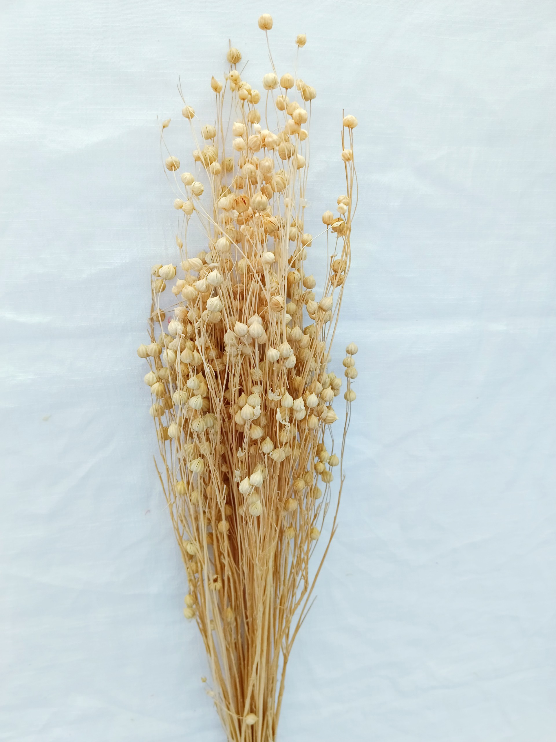 hoa khô flax, cỏ khô linum, cành hạt đậu