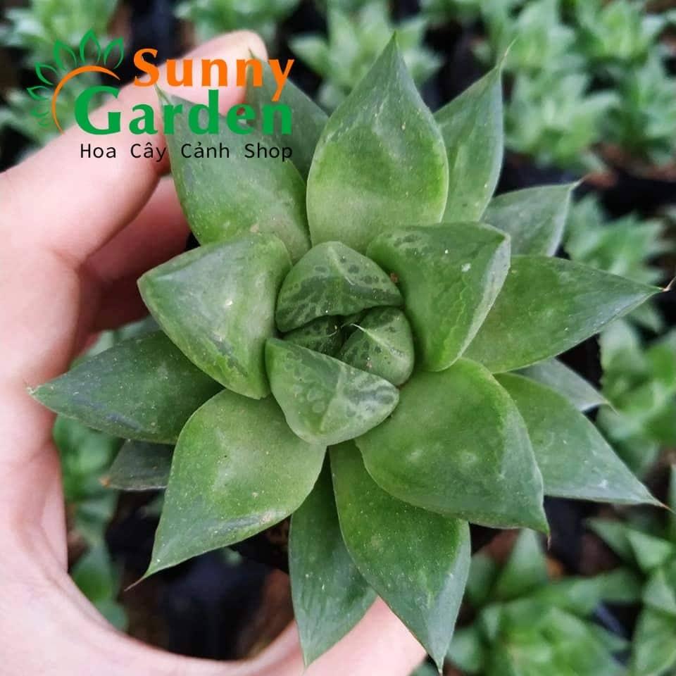 Sen Đá Ngọc Mập