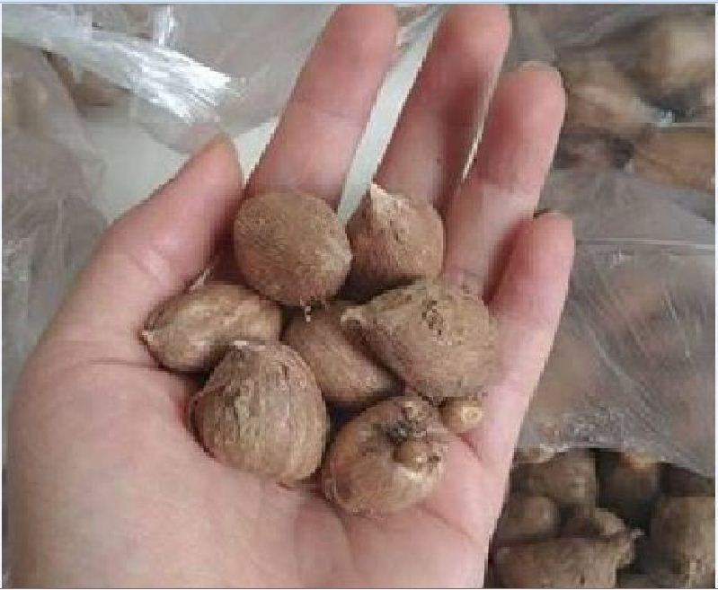Củ giống hoa lan nam phi hoa màu tím - 1 củ