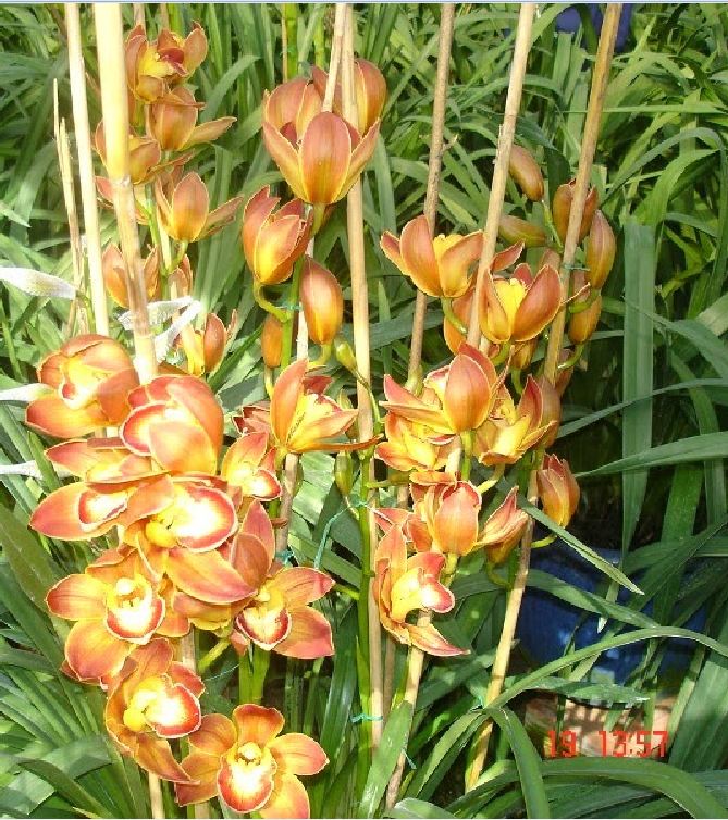 COMBO 3 củ giống địa lan santo hoa Cam ( 3 củ )