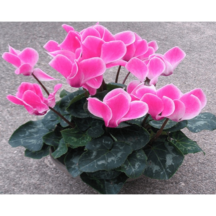 Cần tưới/ phun cho bình DUDACO 1-2 lít