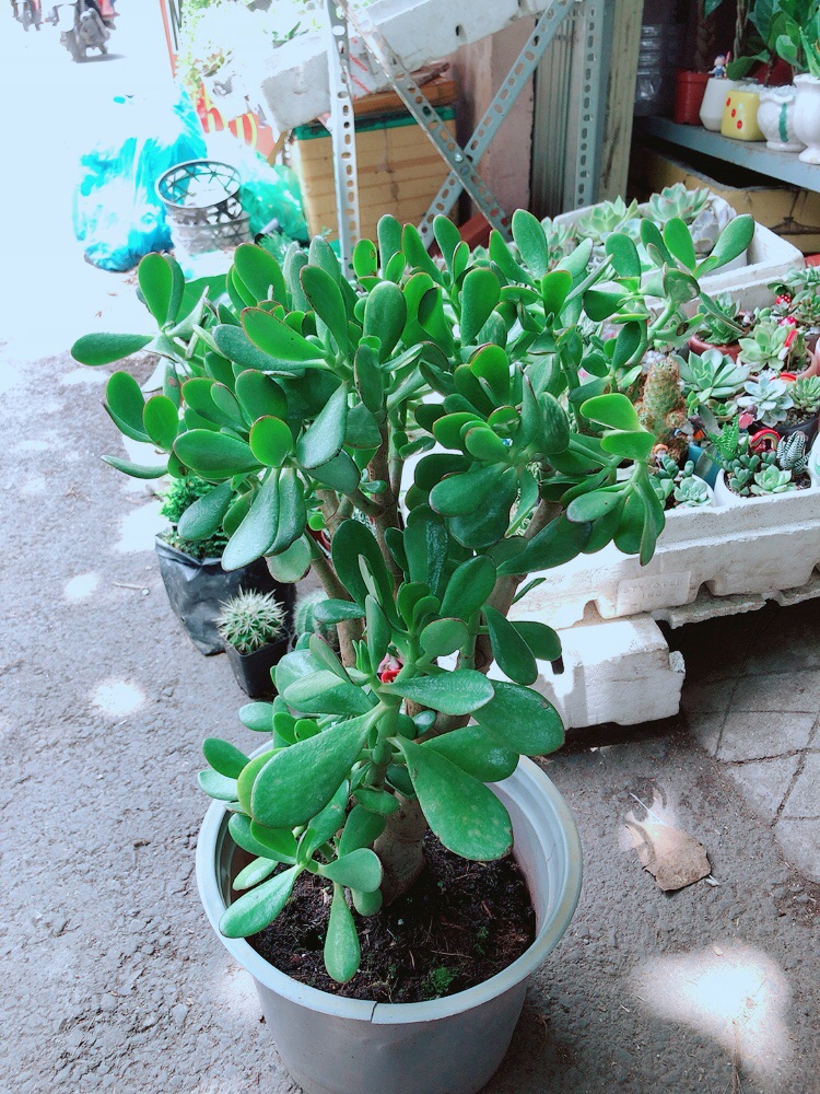 Chậu Ngọc Bích