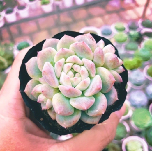 SEN ĐÁ DÙ HỒNG SIZE BÉ SIÊU KHỎE ĐẸP LỖI 1 ĐỔI 1