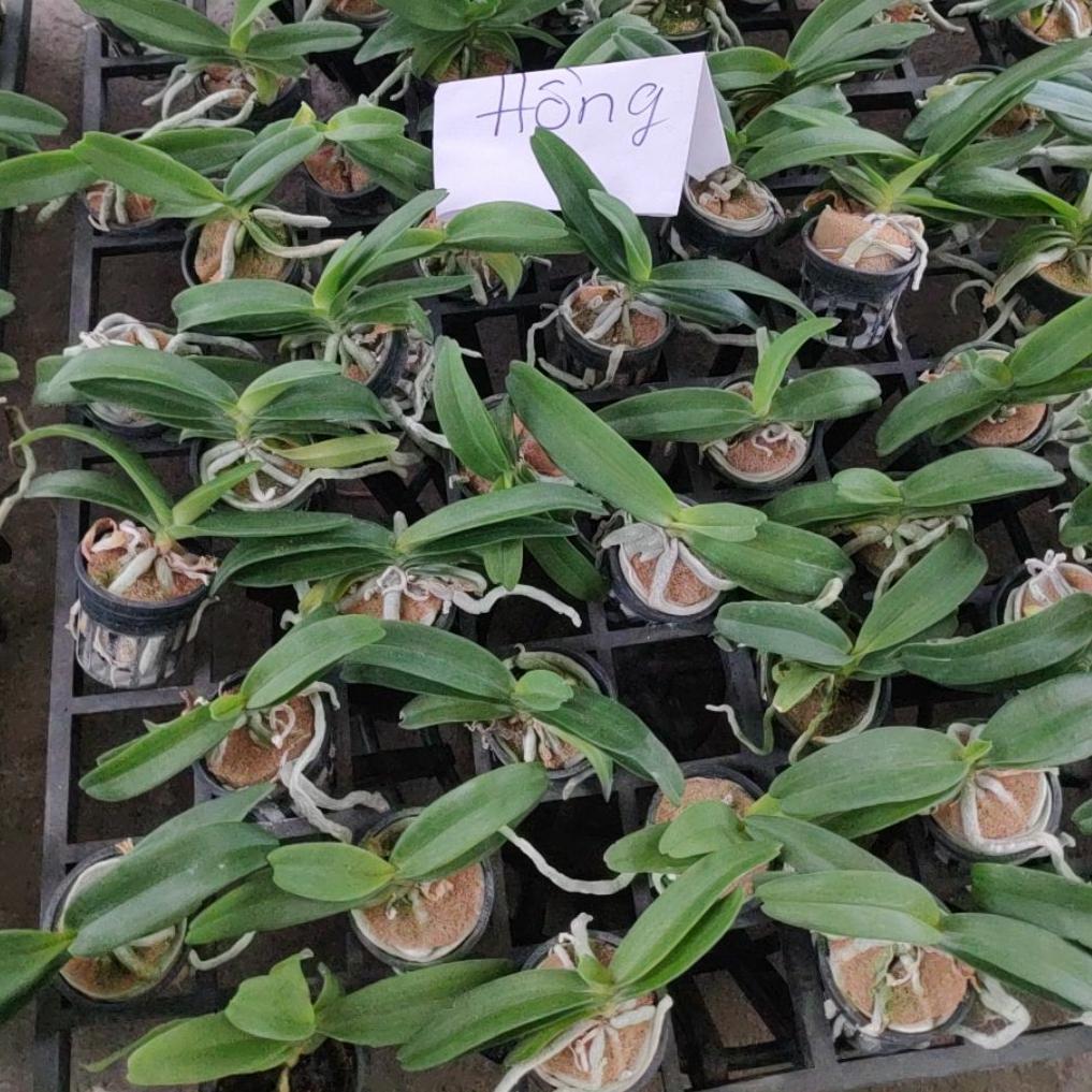 4 Cốc Ngọc Điểm Thái - Đốm, Trắng, Hồng, Đỏ (Nghinh xuân ,Đai Châu)