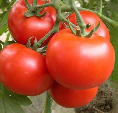 Hạt giống Cà Chua cherry đỏ, hàng công ty Thuận Điền
