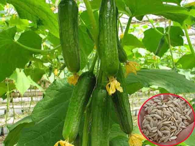 Hạt giống Dưa leo Thái Lan G7