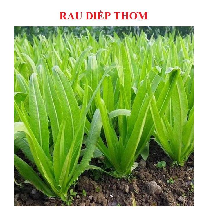 Hạt giống rau diếp thơm gói 5 gram xuất xứ Việt Nam
