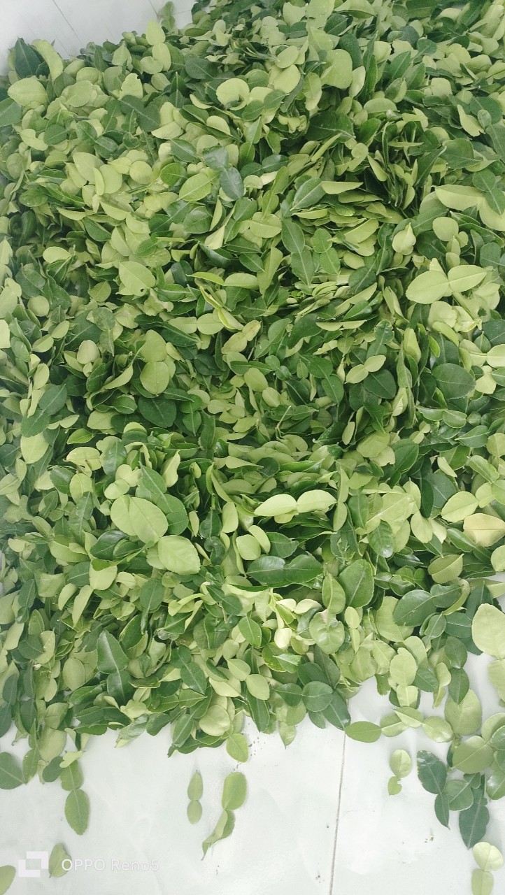 Lá chanh thái 1kg . Lá chúc tươi.
