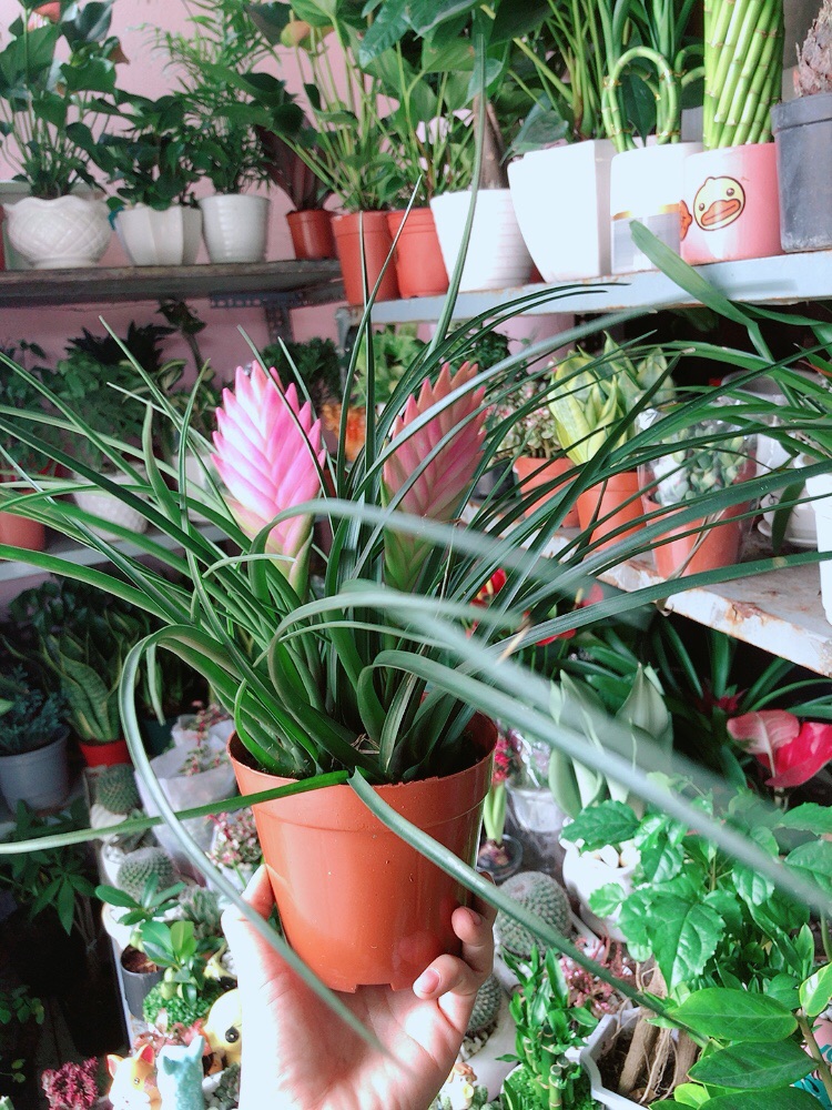 Thẻ Bài Hồng Hàng Đẹp Bán Chạy