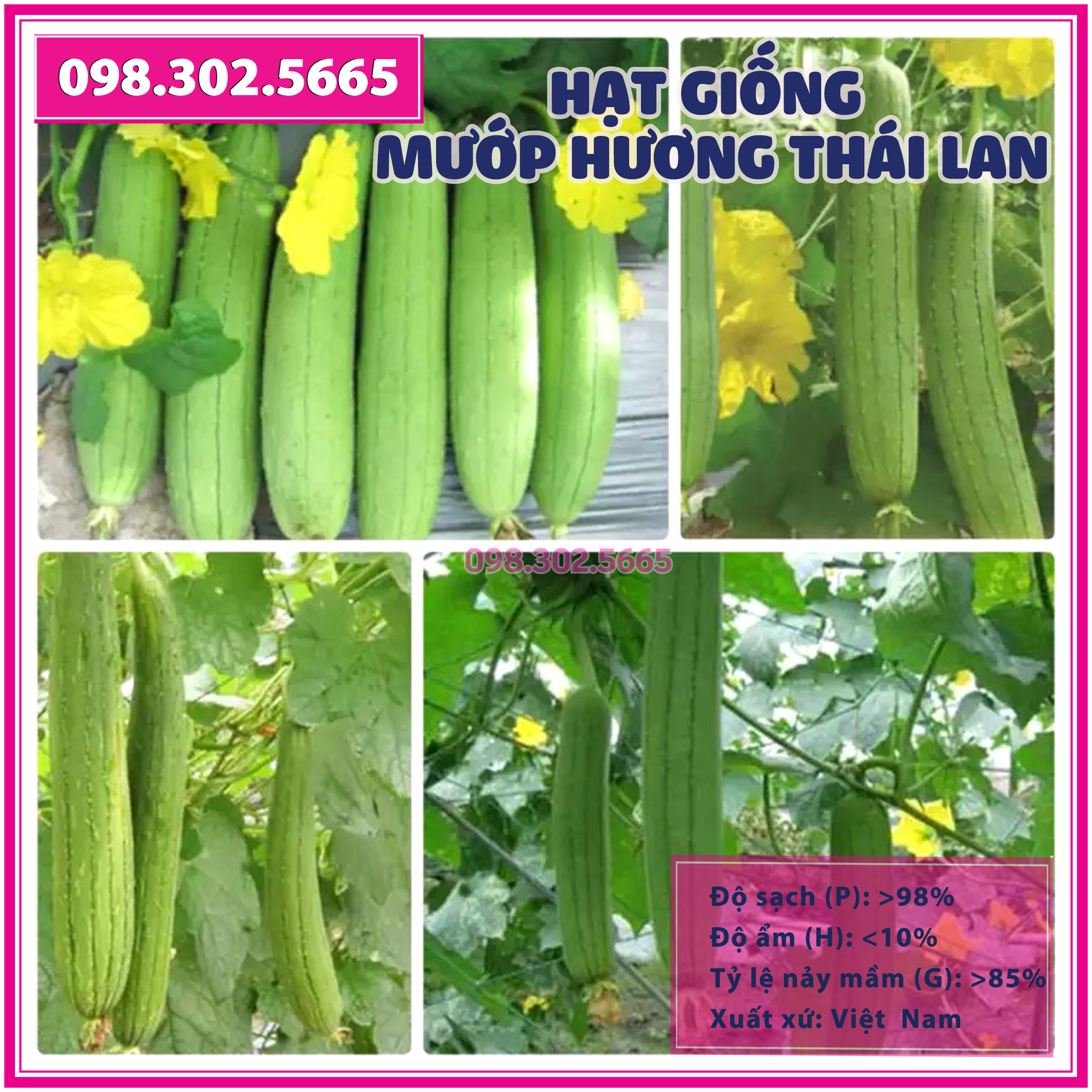 10 Hạt giống mướp hương 7 lá thái lan F1 cao sản - hạt giống chất lượng tốt, năng suất cao